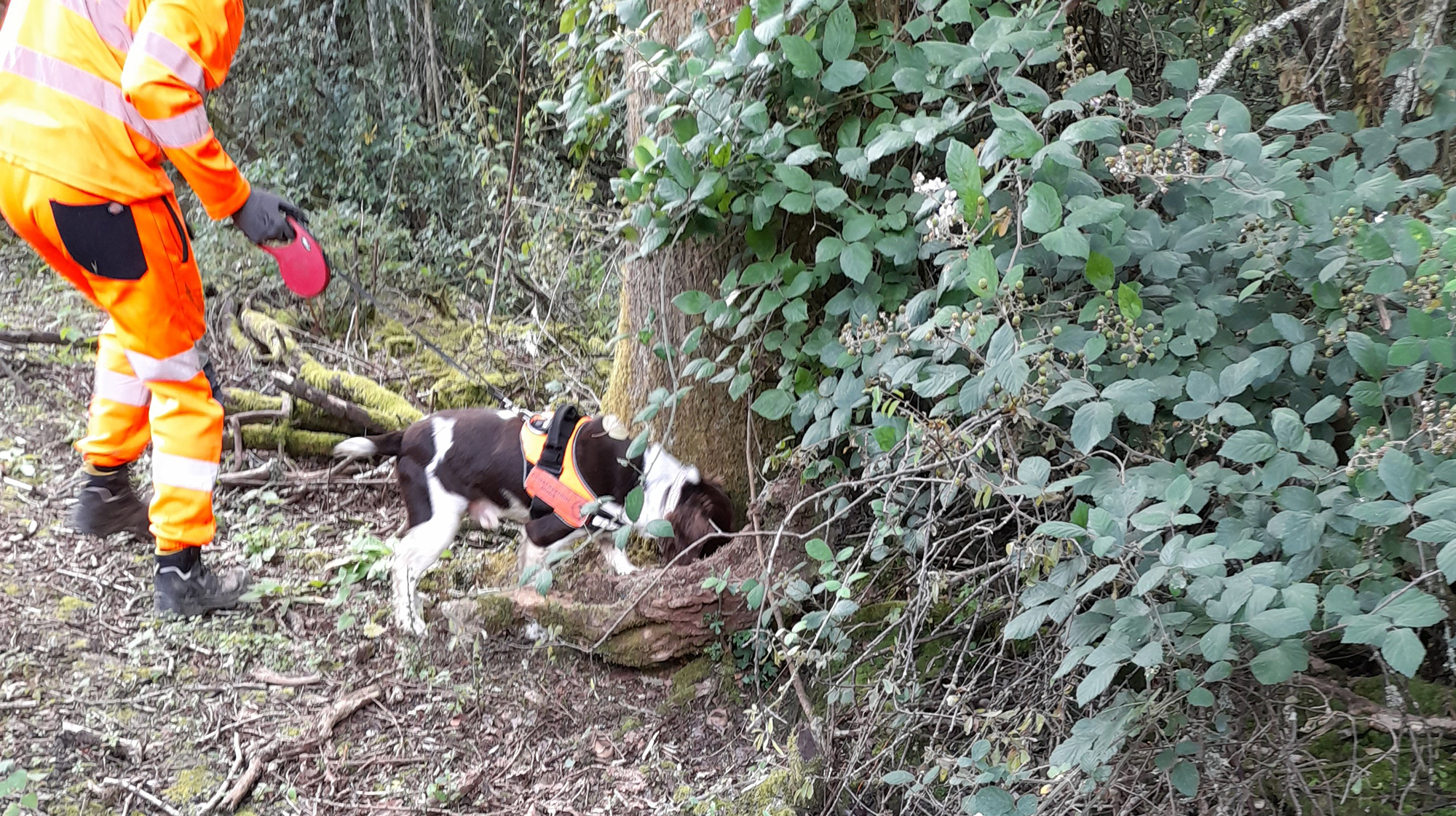 Specialist sniffer dogs help with newt surveys