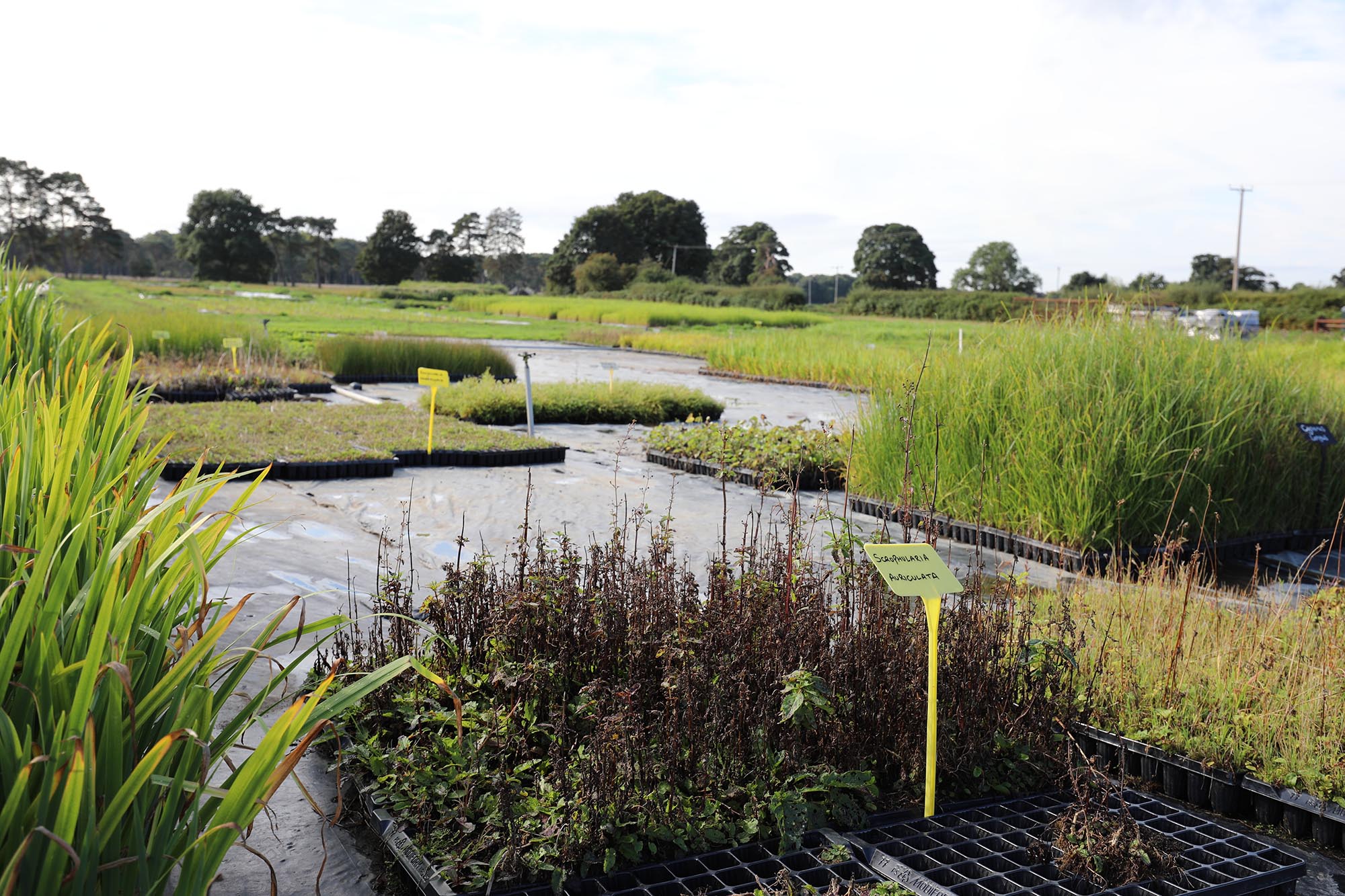 Salix visit (2)